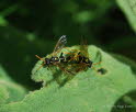 Tenthedro scophulariae Braunwurz-Blattwespe 