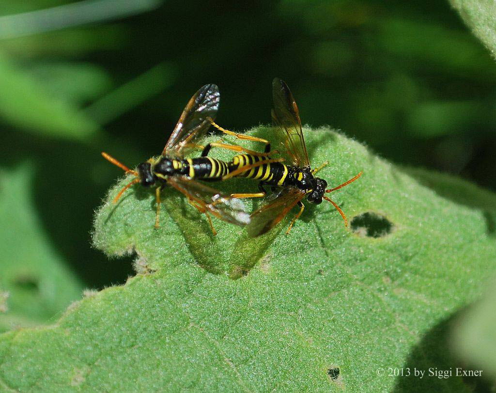 Tenthedro scophulariae Braunwurz-Blattwespe 