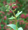 Braunwurz, Knotige Scrophulria nodosa