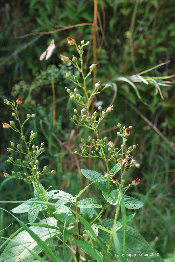 Braunwurz, Knotige Scrophulria nodosa