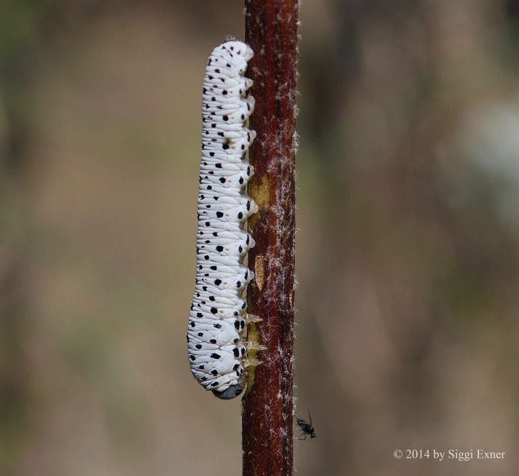 Tenthedro scophulariae Braunwurz-Blattwespe 