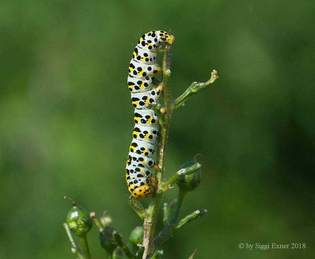 Braunwurz-Mnch Cucullia scrophulariae