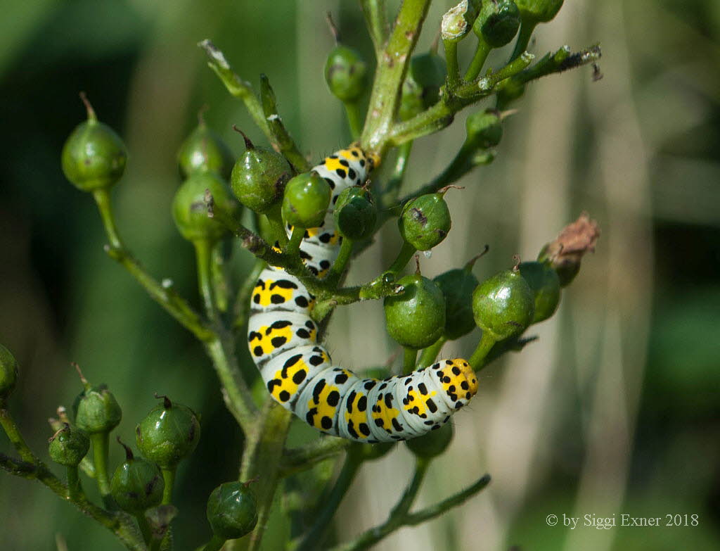 Braunwurz-Mnch Cucullia scrophulariae