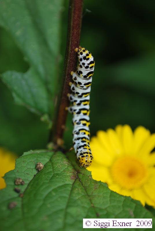 Braunwurzmnch Shargacucullia scrophulariae