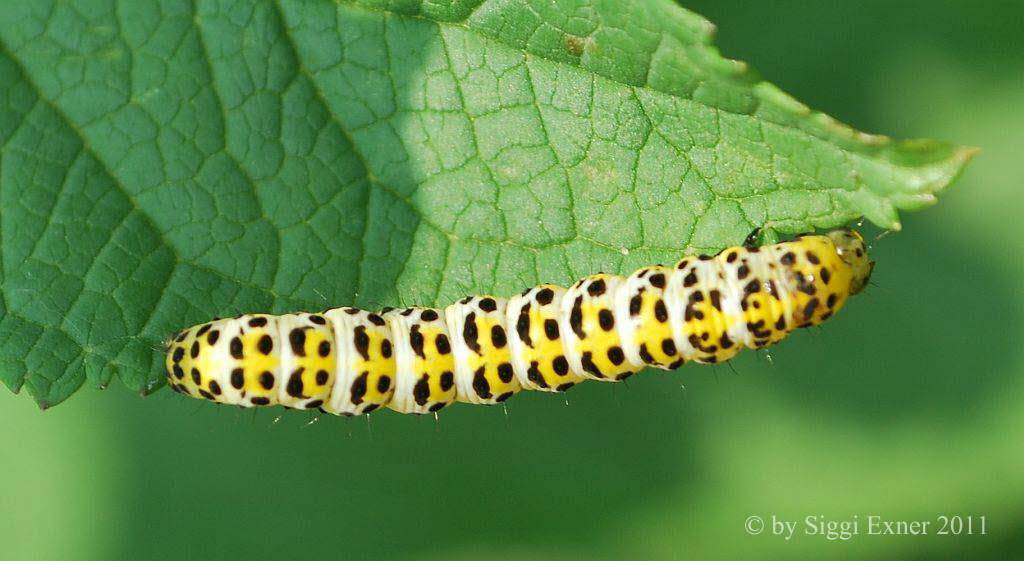 Braunwurzmnch Shargacucullia scrophulariae