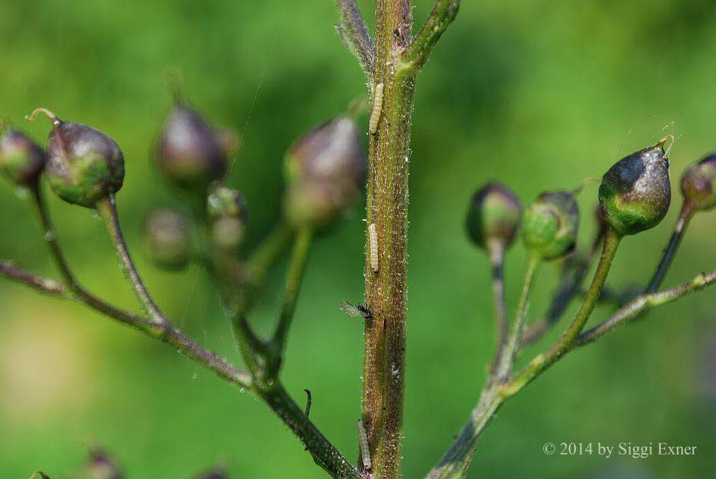 Braunwurz-Mnch Shargacucullia scrophulariae