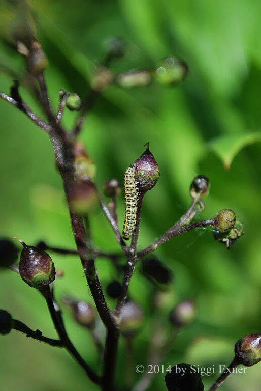 Braunwurz-Mnch Shargacucullia scrophulariae