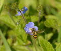 Eupeodes latifasciatus Breitband-Feldschwebfliege