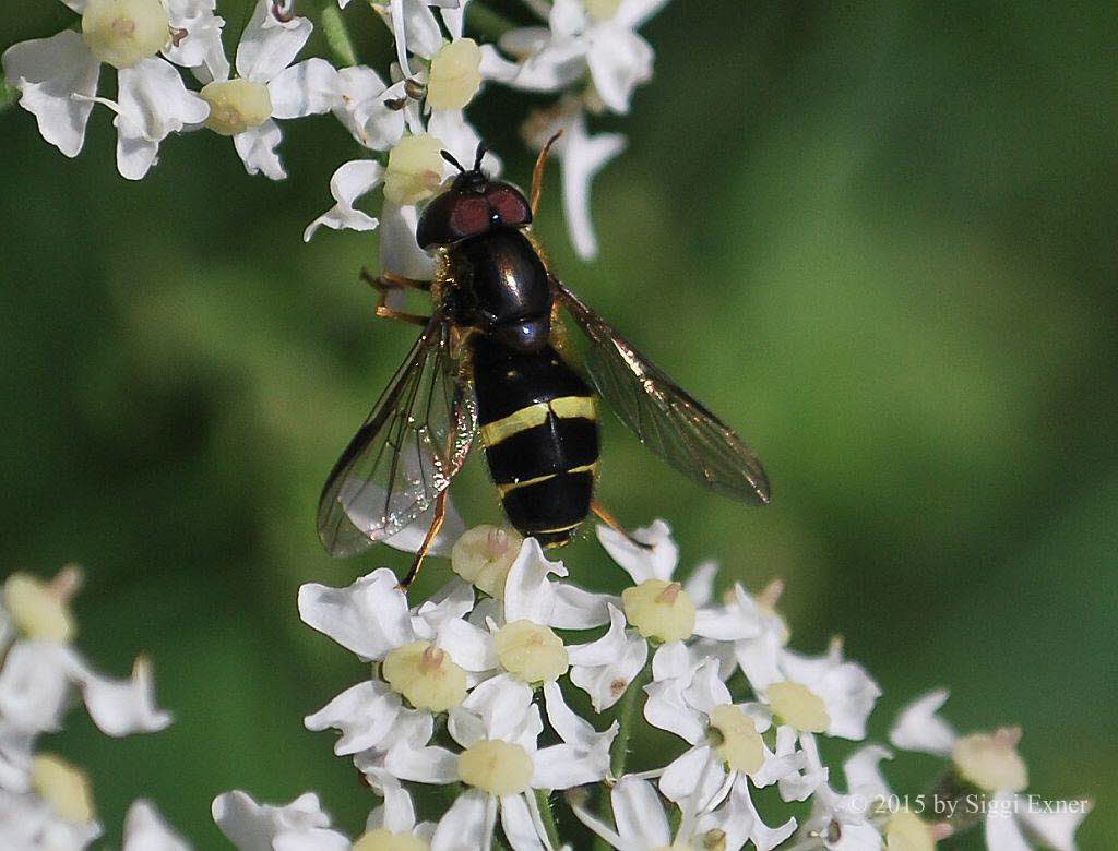 Dasysyrphus tricinctus Breitband-Waldschwebfliege