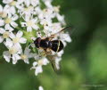 Dasysyrphus tricinctus Breitband-Waldschwebfliege