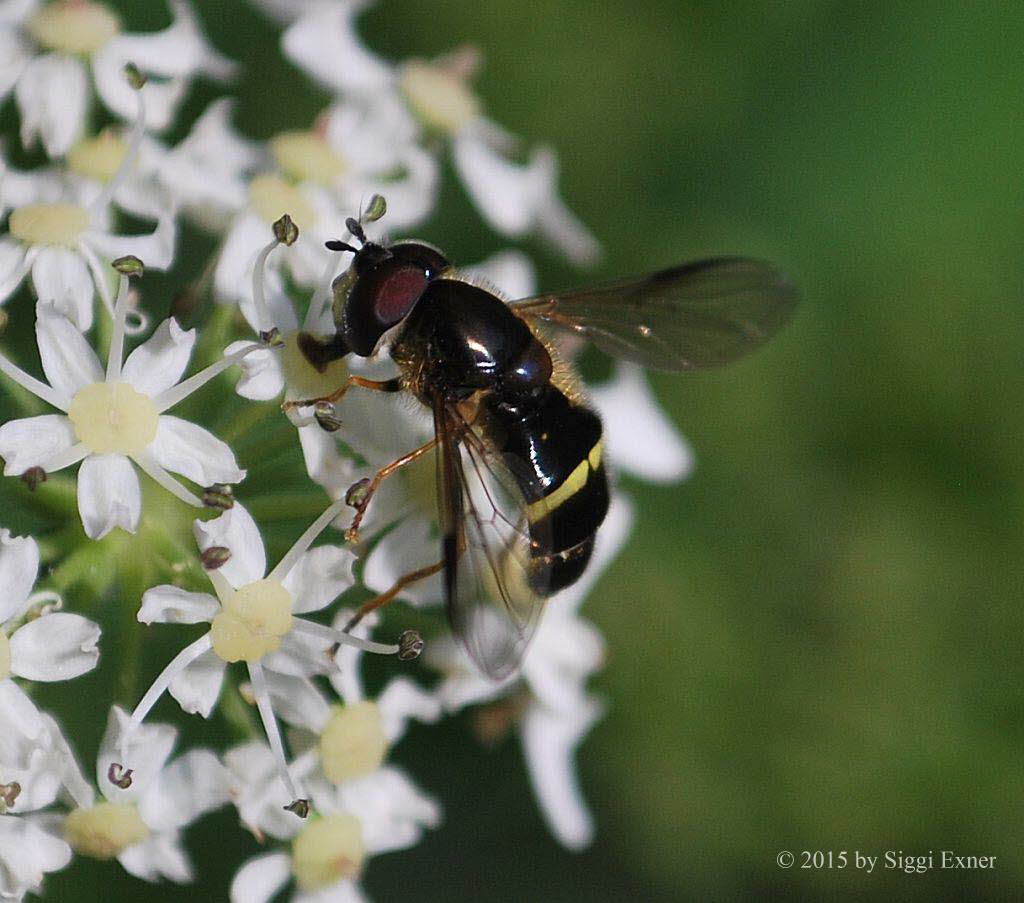 Dasysyrphus tricinctus Breitband-Waldschwebfliege