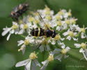 Dasysyrphus tricinctus Breitband-Waldschwebfliege