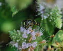 Dasysyrphus tricinctus Breitband-Waldschwebfliege