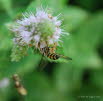 Dasysyrphus tricinctus Breitband-Waldschwebfliege