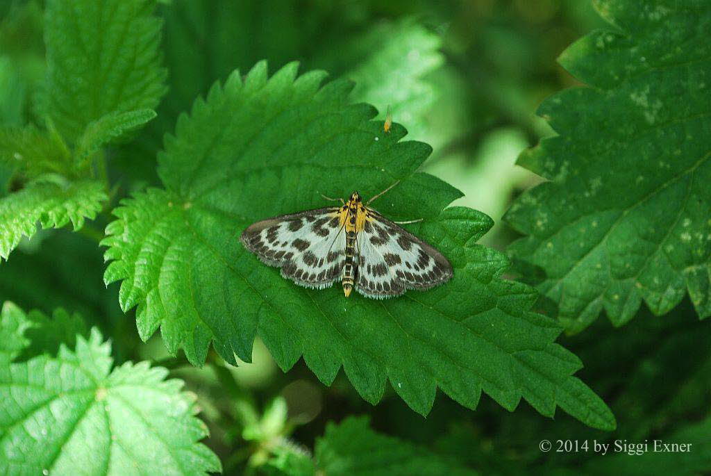 Brennnesselznsler Eurrhypara hortulata