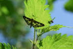 Brennnesselznsler Anania hortulata