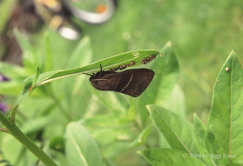 Brombeerspinner Malacosoma alpicola