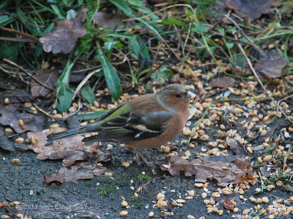 Buchfink Fringilla coelebs