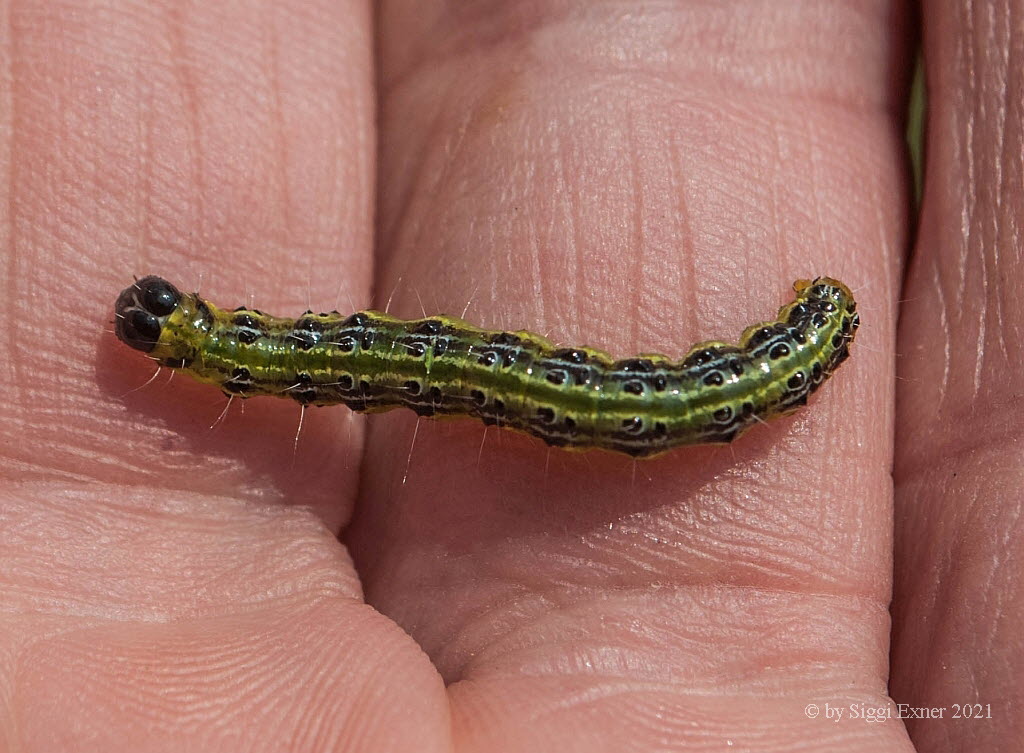 Cydalima perspectalis Buchsbaumznsler 