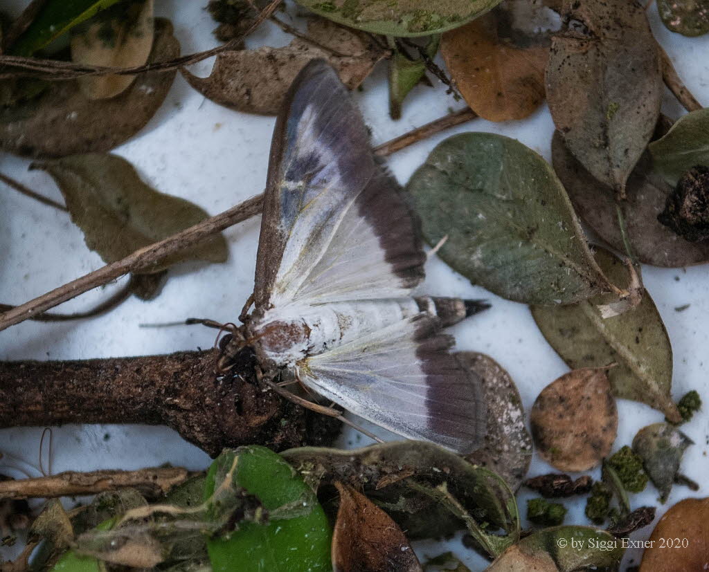 Cydalima perspectalis Buchsbaumznsler