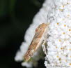 Bunte Bandeule Noctua fimbriata