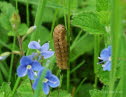 Bunte Bandeule Noctua fimbriata