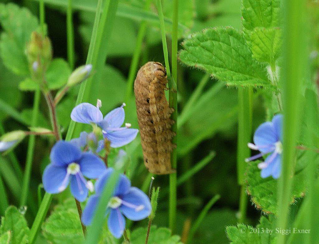 Bunte Bandeule Noctua fimbriata