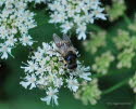 Cheilosia illustrata Bunte Erzschwebfliege