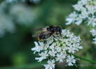 Cheilosia illustrata Bunte Erzschwebfliege