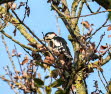 Buntspecht Dendrocopos syriacus