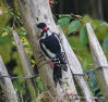 Buntspecht Dendrocopos syriacus