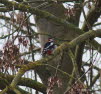 Buntspecht Dendrocopos syriacus