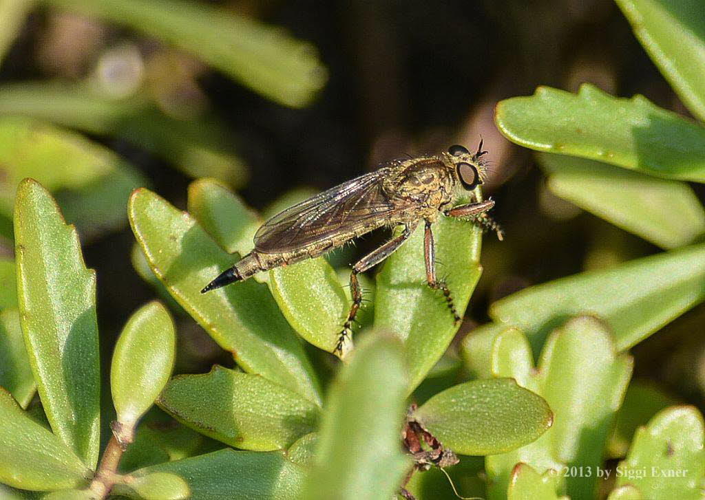 Burschen-Raubfliege Tolmerus  cingulatus