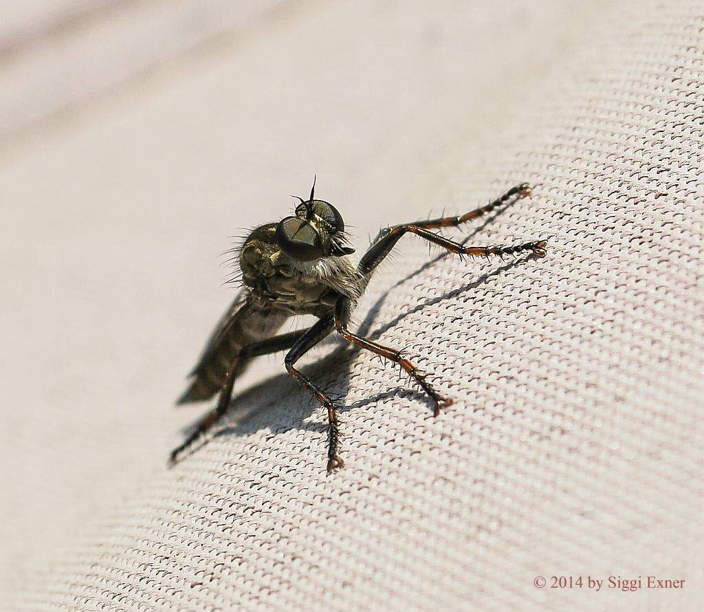 Burschen-Raubfliege Tolmerus  cingulatus