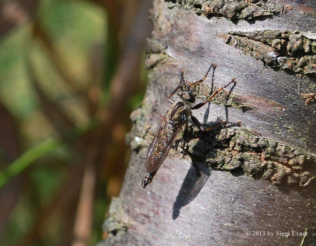 Burschen-Raubfliege Tolmerus  cingulatus/cowini