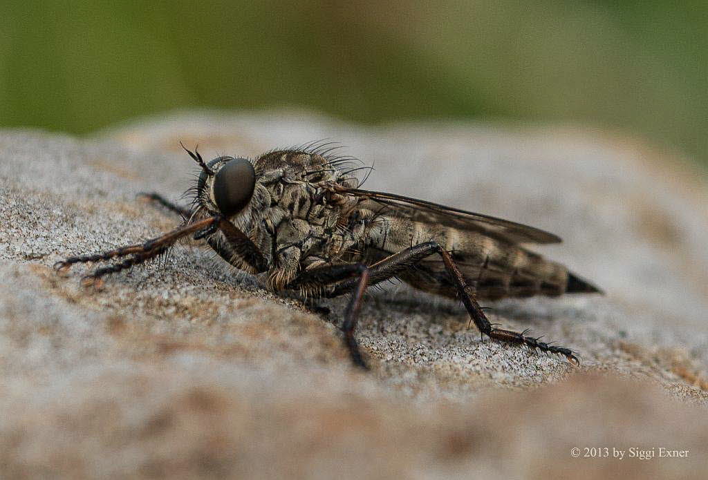 Burschen-Raubfliege Tolmerus  cingulatus