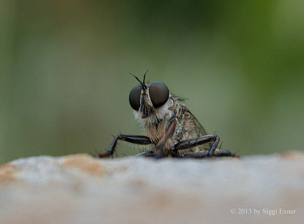 Burschen-Raubfliege Tolmerus  cingulatus/cowini