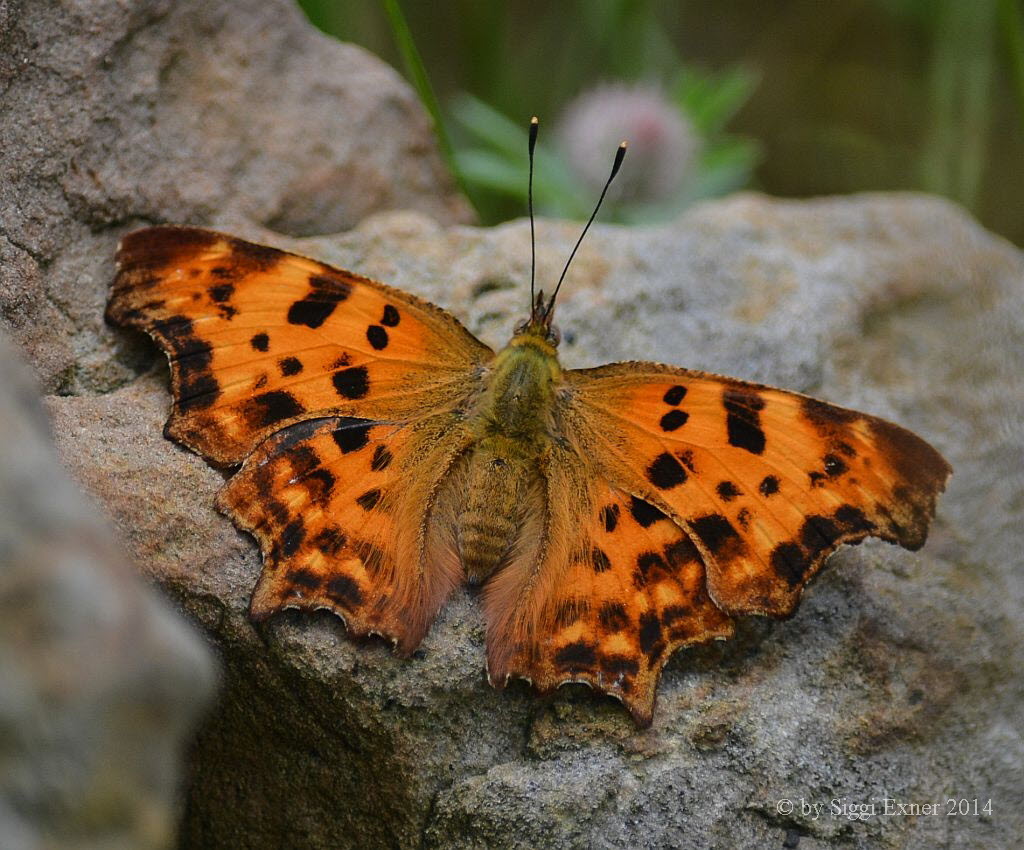 C-Falter Polygonia c-album