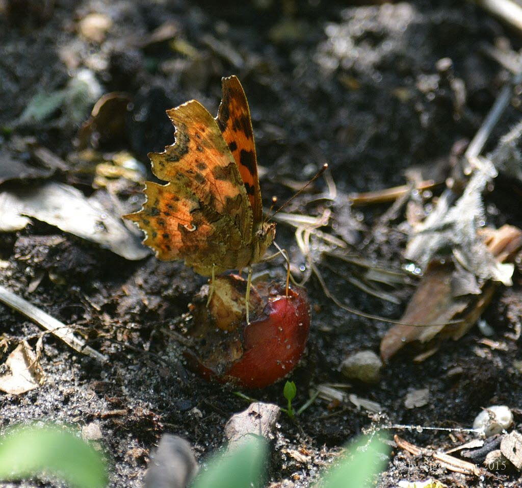 C-Falter Polygonia c-album