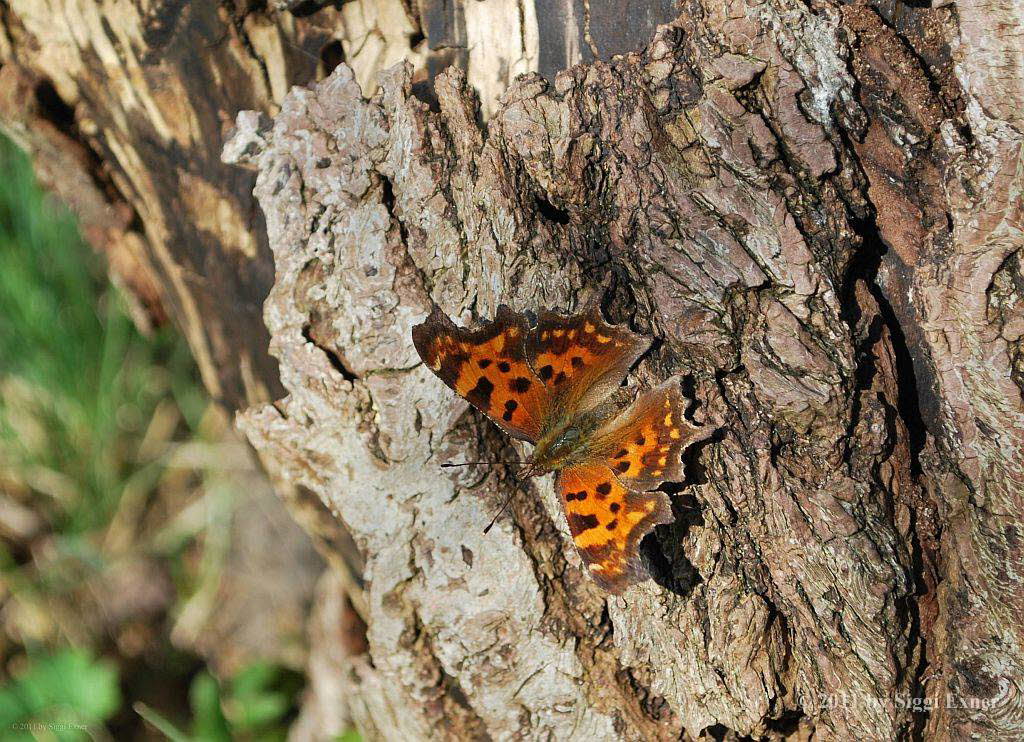 C-Falter Polygonia c-album