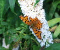 C-Falter Polygonia c-album