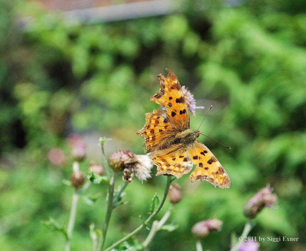 C-Falter Polygonia c-album