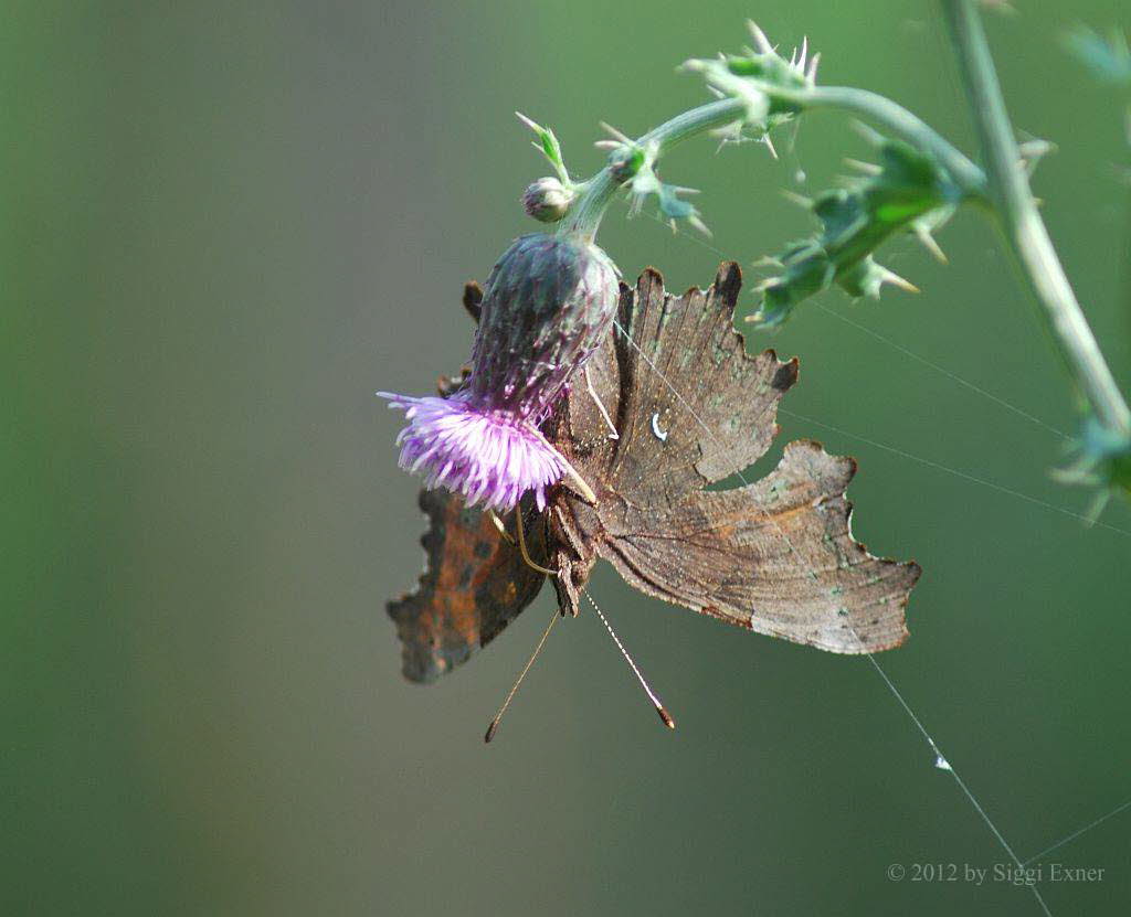 C-Falter Polygonia c-album