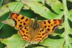 C-Falter Polygonia c-album