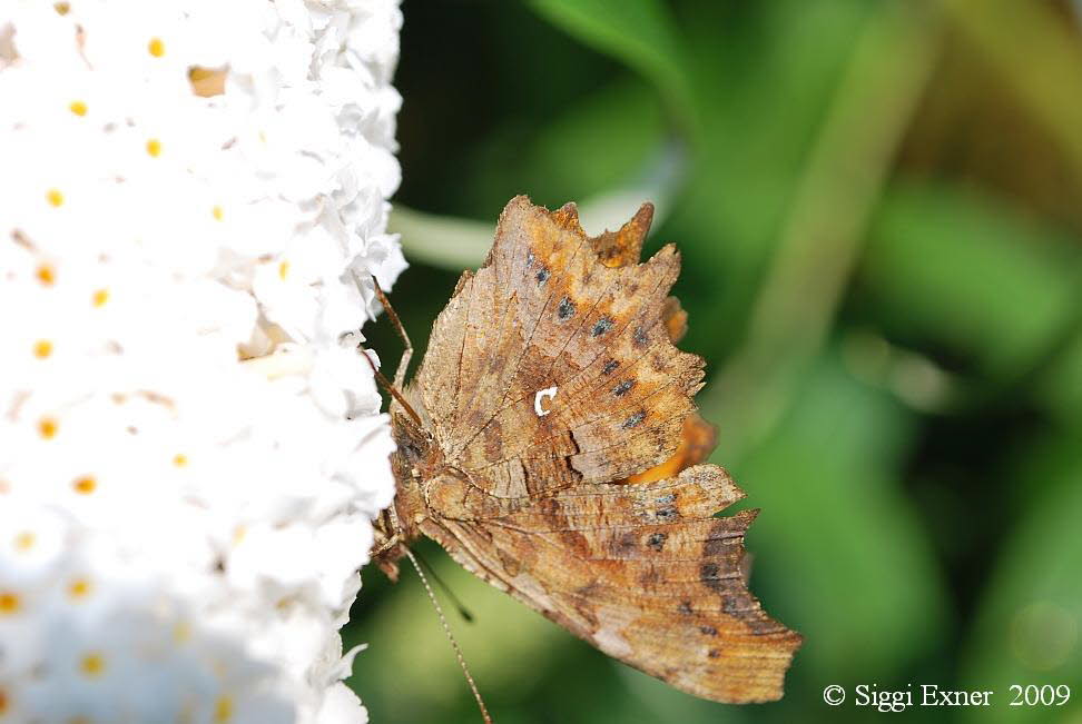 C-Falter Polygonia c-album