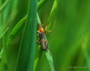 Cantharis pellucida