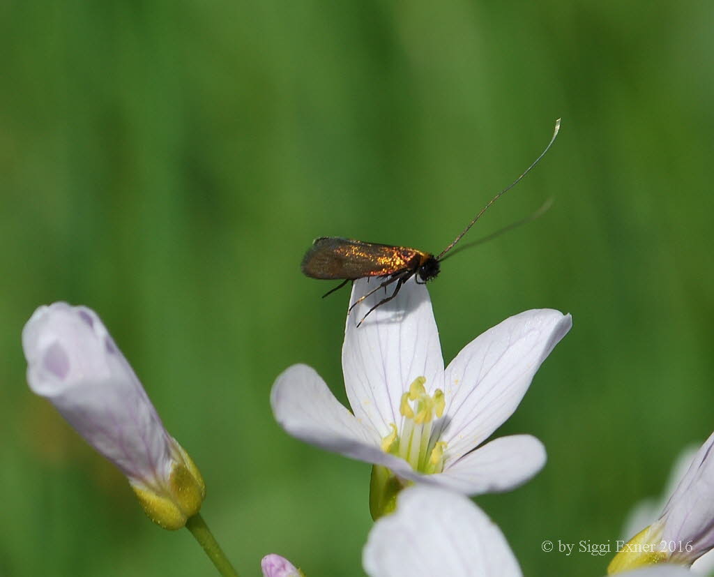 Cauchas rufimitrella