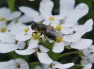 Cheilosia orthotricha Erzschwebfliege