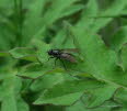 Cheilosia cf variabilis Gemeine Erzschwebfliege