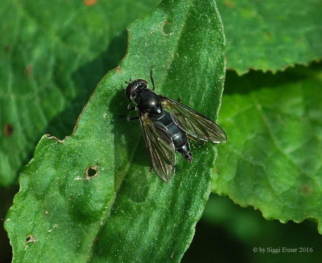 Cheilosia cf variabilis Gemeine Erzschwebfliege